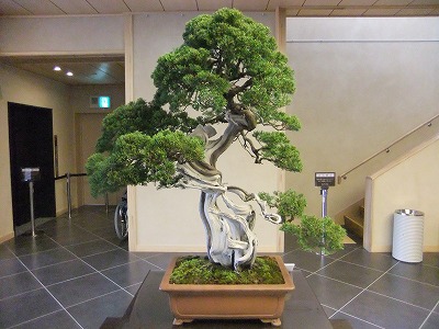 さいたま探訪(7)~大宮盆栽美術館・清香園_e0173645_1929268.jpg
