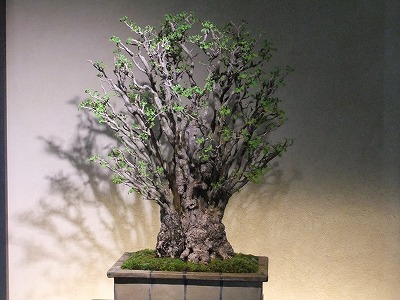 さいたま探訪(7)~大宮盆栽美術館・清香園_e0173645_19322685.jpg
