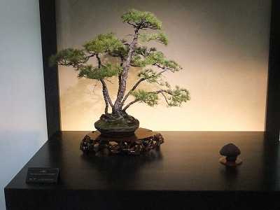 さいたま探訪(7)~大宮盆栽美術館・清香園_e0173645_19331488.jpg