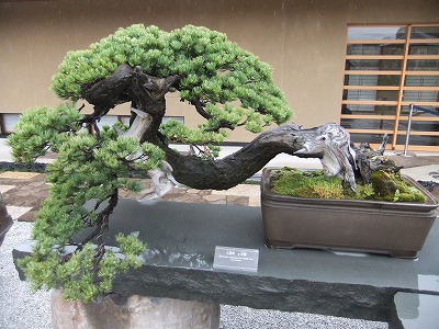 さいたま探訪(7)~大宮盆栽美術館・清香園_e0173645_19365077.jpg