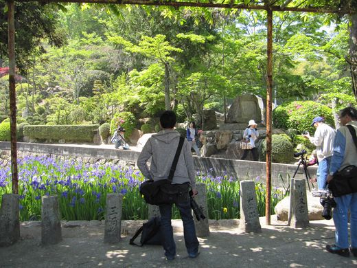 菅原神社のカキツバタ_f0108049_2393223.jpg