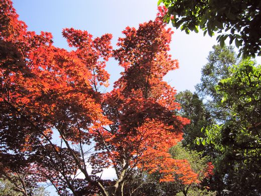 菅原神社のカキツバタ_f0108049_2431926.jpg