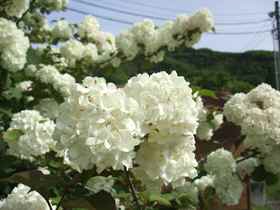 こでまりの花 六四三の俳諧覚書