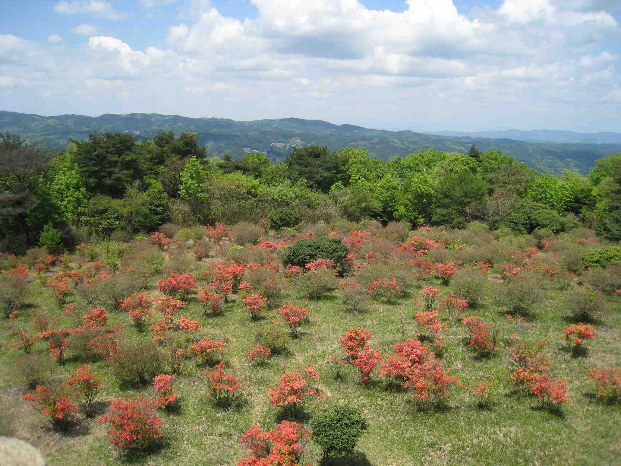 神野山へツツジを見に。_f0233356_16371813.jpg