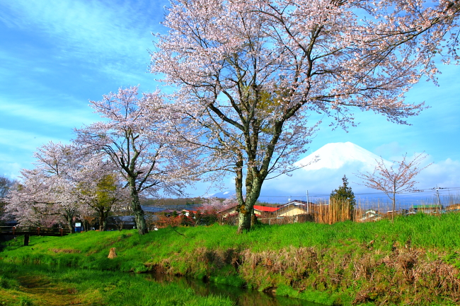 忍野村新名庄川で観た桜と富士山 小さな旅で観た情景 忍野村新名庄川で観た桜と富士山 小さな旅で観た情景