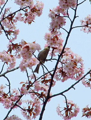 エゾリスの巣穴と満開のエゾヤマザクラ。_b0165760_11393349.jpg