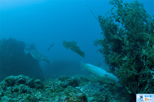 e0158261_5571613.jpg