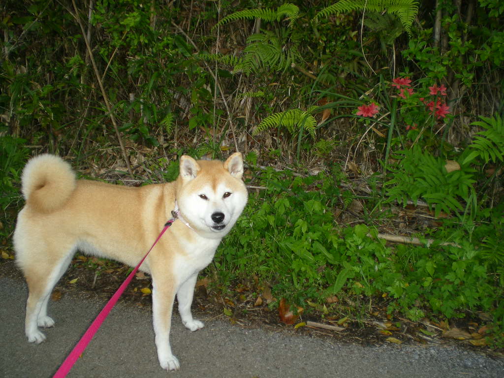 2010年5月16日(日)またこころちゃんが!事件発生!_f0060461_948610.jpg