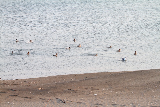 f0000866_5205611.jpg
