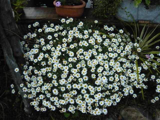 アナーセン ミニ花壇の花 ビスカリア サントリーボンザマーガレット 宮崎の花屋 アナーセン