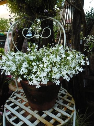 アナーセン ミニ花壇の花 ビスカリア サントリーボンザマーガレット 宮崎の花屋 アナーセン