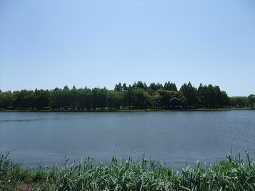 初夏の公園_c0173978_1211540.jpg