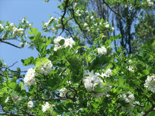 初夏の公園_c0173978_1215718.jpg