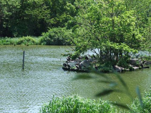 初夏の公園_c0173978_1221614.jpg