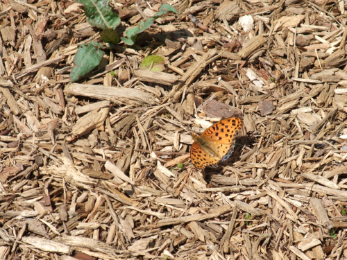 初夏の公園_c0173978_122819.jpg