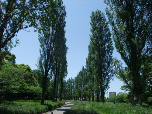 初夏の公園_c0173978_1232678.jpg