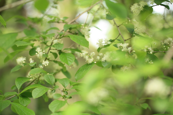 ふわふわの雪の花♪～サワフタギ_e0195587_1948289.jpg