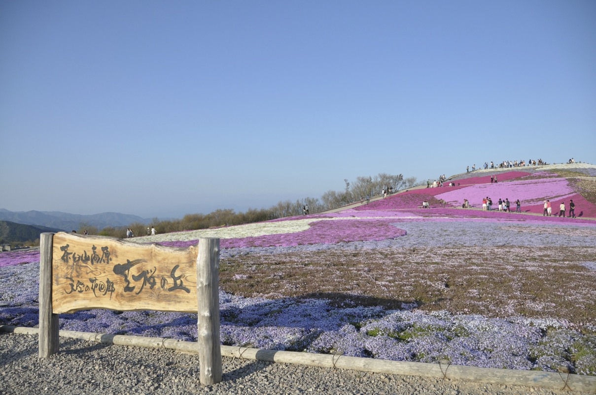 茶臼山高原の芝桜♪_c0126390_2248139.jpg