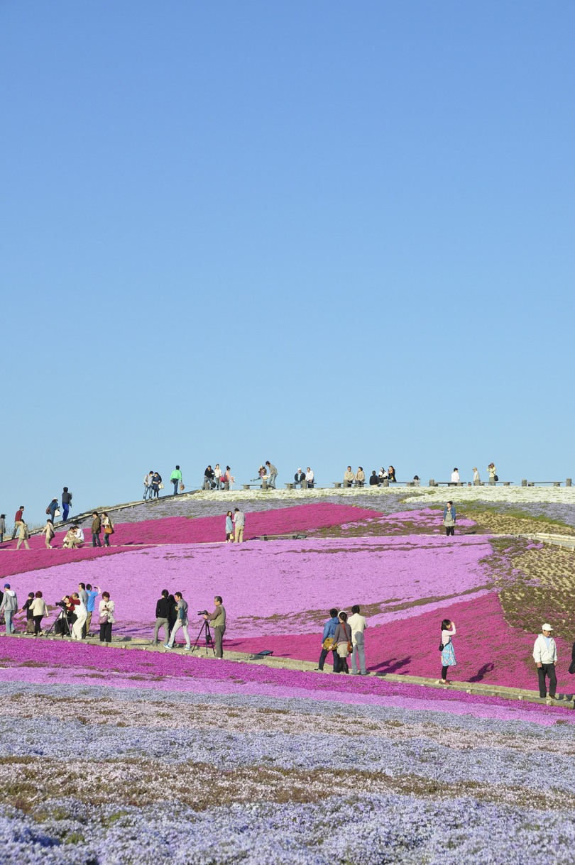 茶臼山高原の芝桜♪_c0126390_22484169.jpg