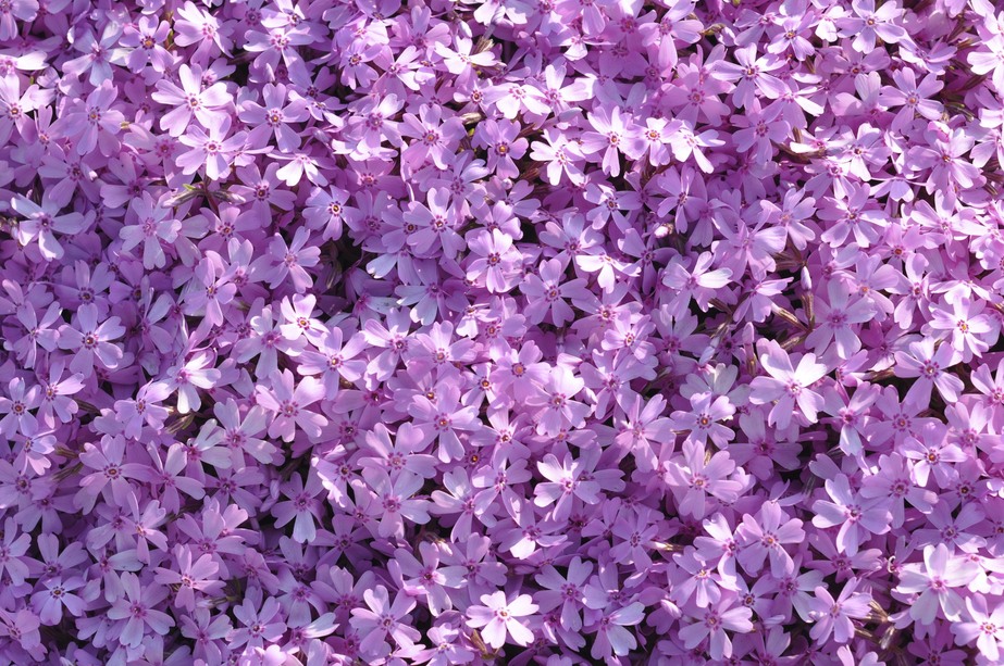 茶臼山高原の芝桜♪_c0126390_22492286.jpg