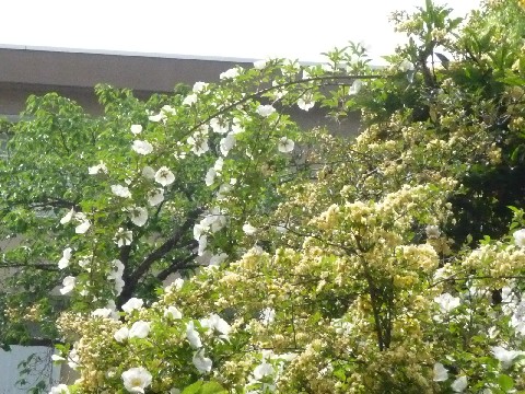 c0108693_1821856.jpg