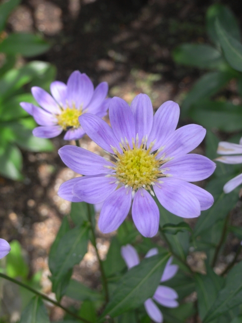 初夏のお花たち～家のお花（其の六）_e0152493_1972274.jpg