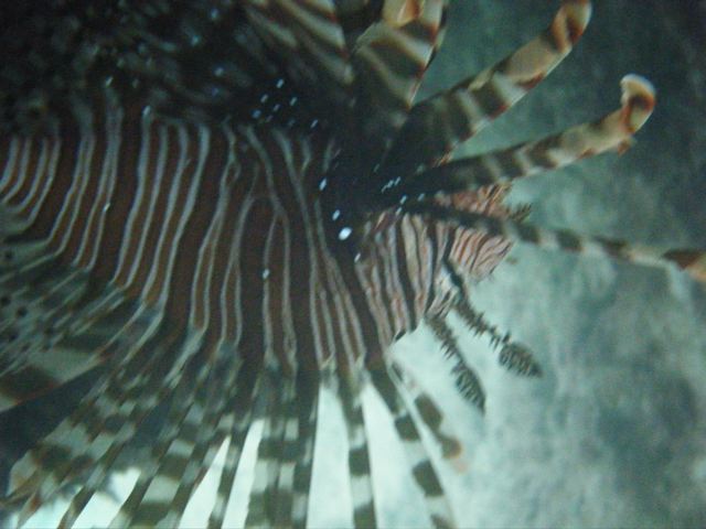 石垣島2日目-のんびり派_f0232994_4455387.jpg