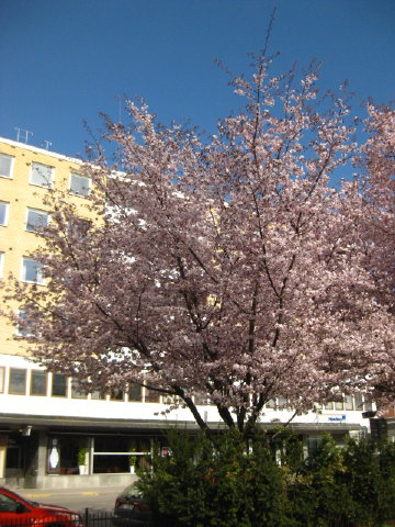 c0180096_7533898.jpg