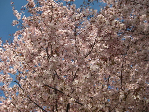 c0180096_7544237.jpg