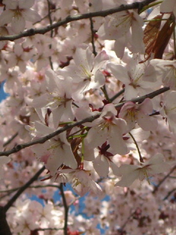 c0180096_755541.jpg
