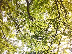 b0137602_11525967.jpg
