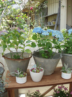 c0129702_1115356.gif