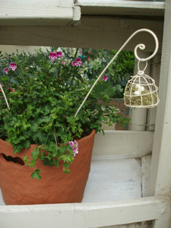c0129702_2039498.gif