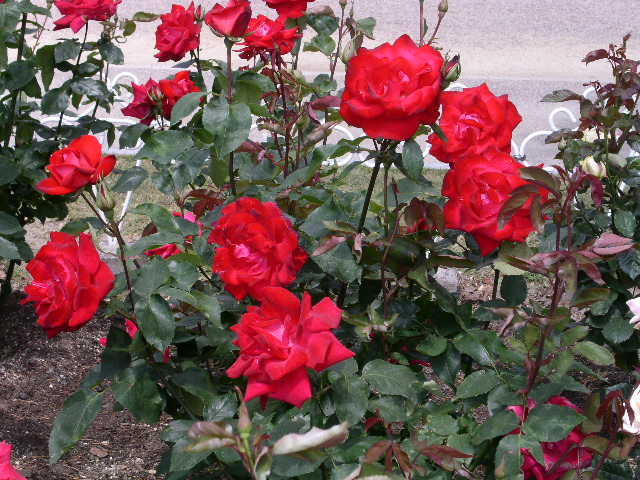 c0152507_437194.jpg