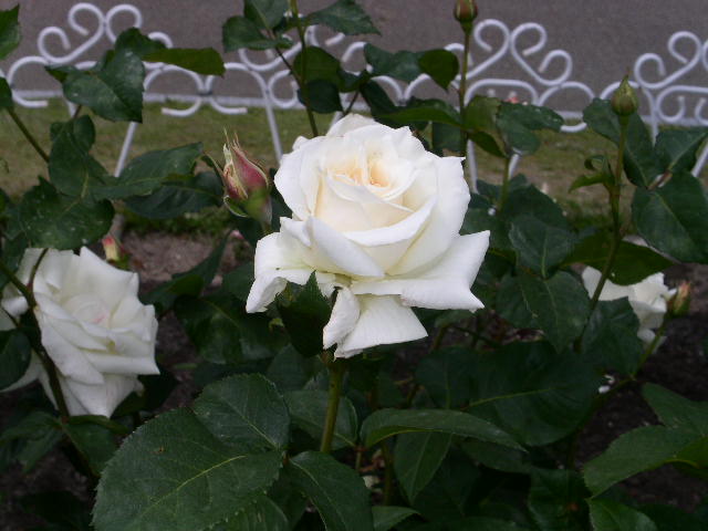 c0152507_4373888.jpg