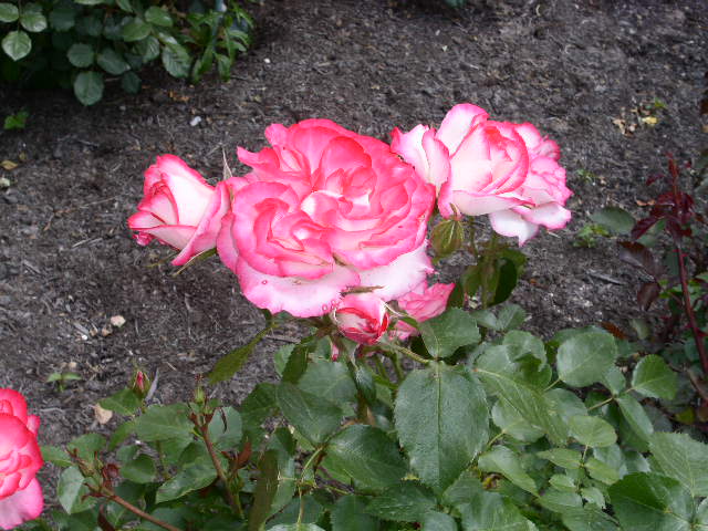 c0152507_4375777.jpg