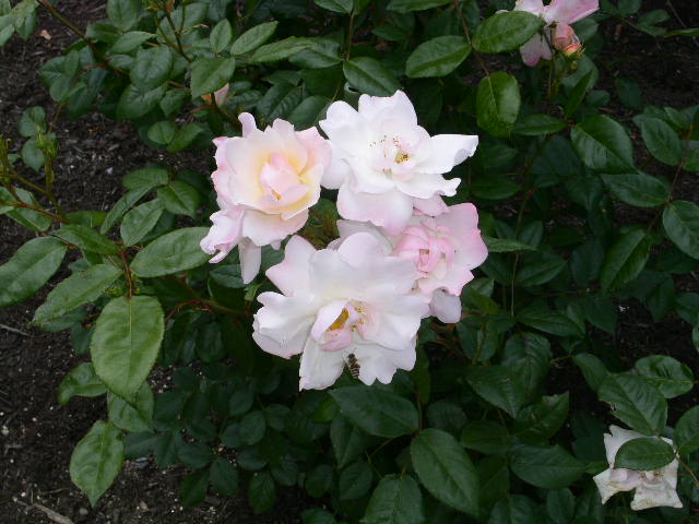c0152507_437939.jpg