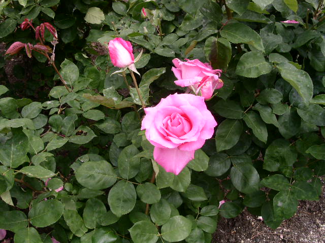 c0152507_4381846.jpg