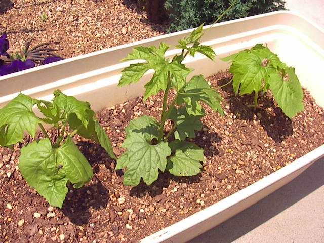 f0038407_10532557.jpg