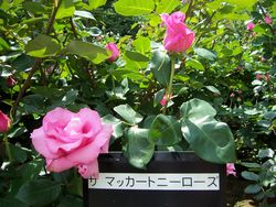 f0231309_5473582.jpg