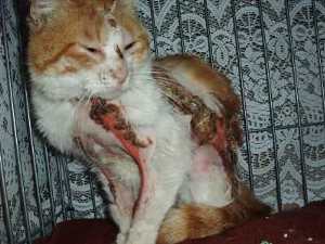 【世田谷連続猫虐待事件】ソラ君亡くなりました（※注意画像多数あり）_e0144012_11271923.jpg
