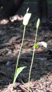 e0168614_10343876.jpg