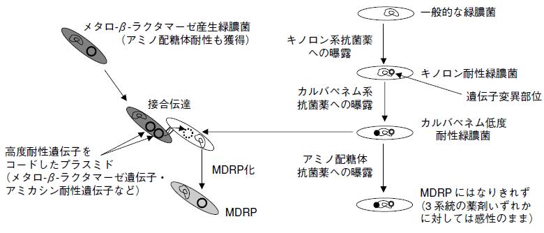 多剤耐性緑膿菌(MDRP)_e0156318_190879.jpg