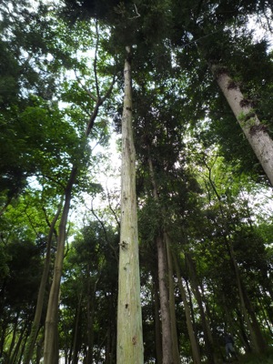 杉の木の解体ショー_c0004024_993872.jpg