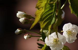 f0170524_12445515.jpg