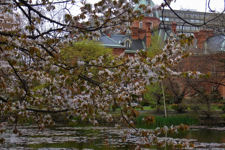 桜_f0116528_20105913.jpg