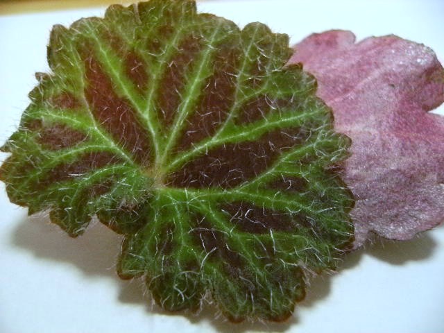 c0210829_1814238.jpg