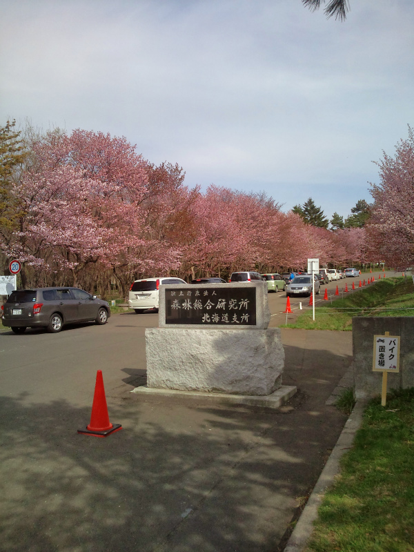 桜、その後_c0051132_23235224.jpg