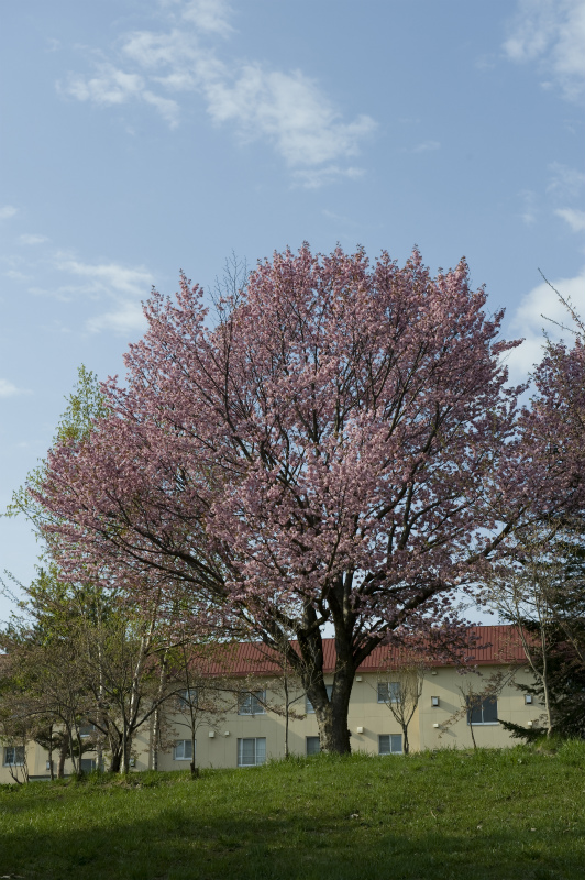 桜、その後_c0051132_23273431.jpg