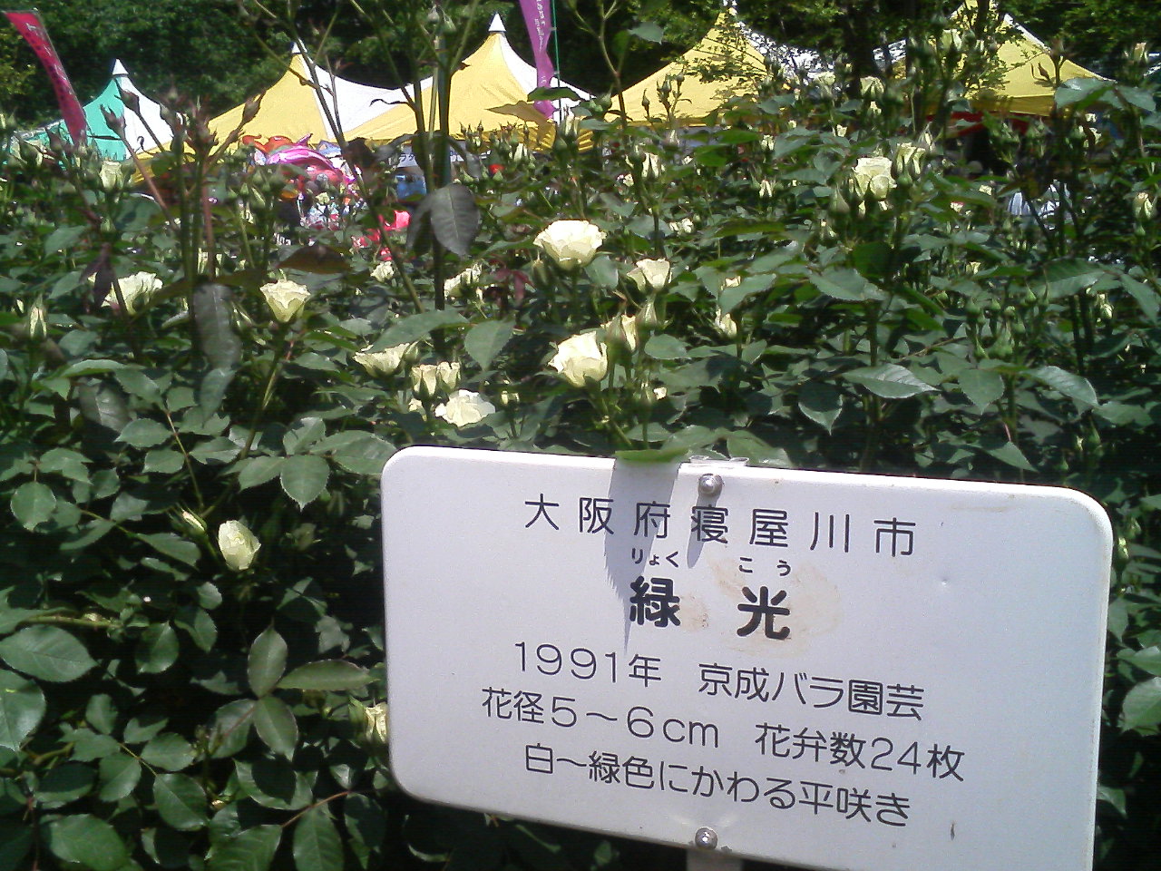 与野公園 ばら祭り_f0214534_811297.jpg